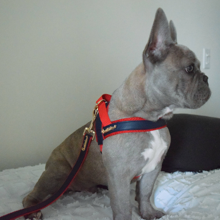 Cardinal Dog Collar