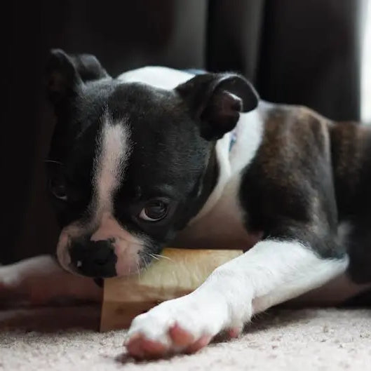 What Are the Benefits of Bully Sticks for Dogs?