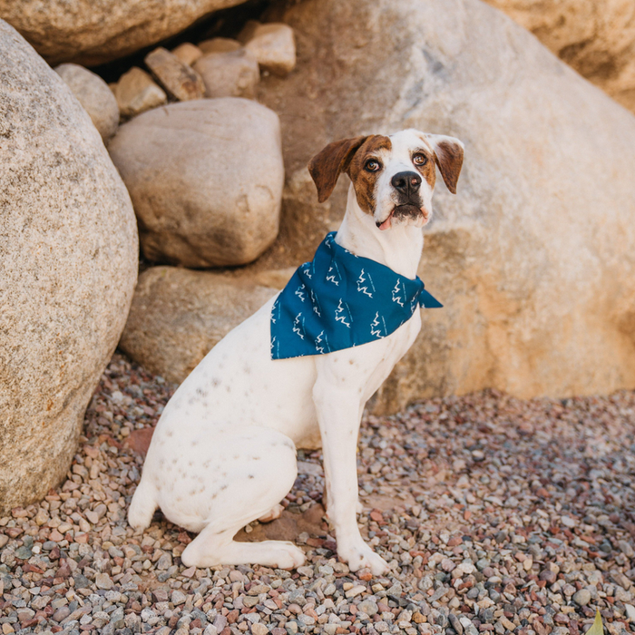 Alpha Pak Logo Bandana